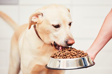 Image showing Feeding the hungry dog