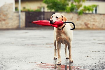 Image showing Dog in rain