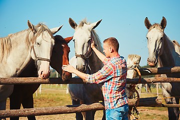 Image showing Man with horses