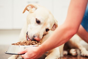 Image showing Feeding the hungry dog