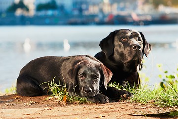 Image showing Two dog on the walk