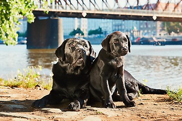 Image showing Two dog on the walk