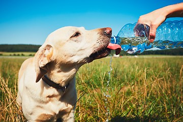 Image showing Thirsty dog in hot day