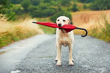 Image showing Dog in rain