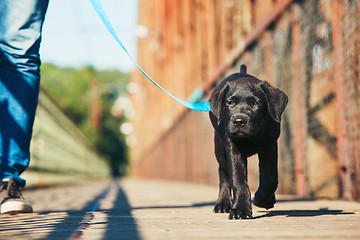 Image showing Morning walk with dog