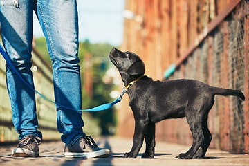 Image showing Morning walk with dog