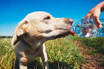 Image showing Thirsty dog in hot day