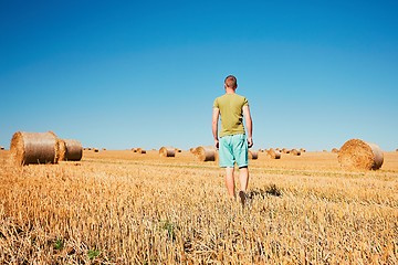 Image showing Cornfield after harvest