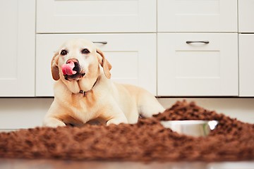 Image showing Hungry labrador retriever