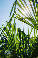 Image showing Green leaves in sunlight