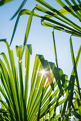 Image showing Green leaves in sunlight