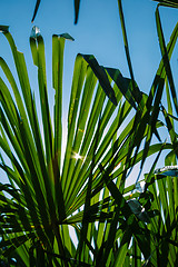 Image showing Green leaves in sunlight