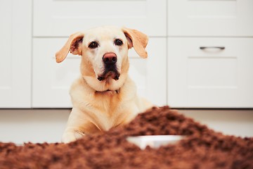 Image showing Hungry labrador retriever