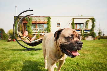 Image showing Man with dog on the garden