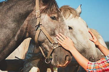 Image showing Man with horses