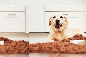 Image showing Hungry labrador retriever