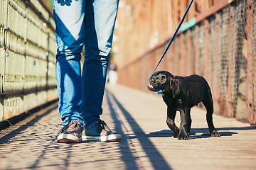 Image showing Morning walk with dog