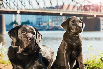 Image showing Two dog on the walk