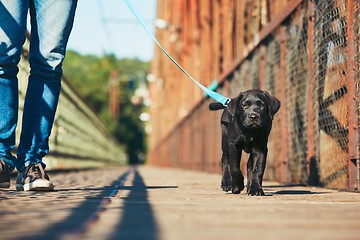 Image showing Morning walk with dog