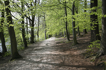 Image showing Beech Forest at springtime