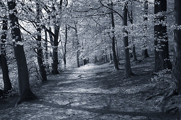 Image showing Danish Beech forest