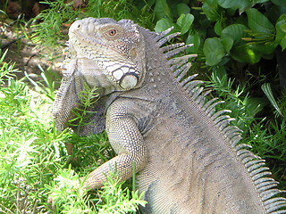 Image showing Iguana