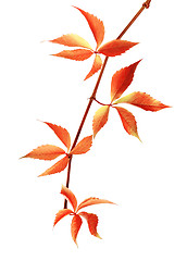 Image showing Autumn red branch of grapes leaves