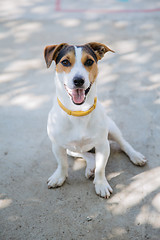 Image showing Cute dog with  collar sitting on asphalt