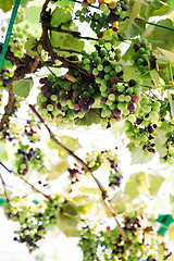 Image showing Fresh organic grape