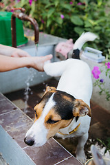 Image showing Female hands washing dog\'s paws