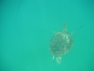 Image showing Turtle in the Deep