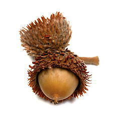 Image showing Autumn oak acorn on white