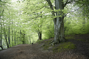 Image showing Danish Beech forest