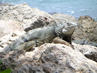 Image showing Iguana on the rocks