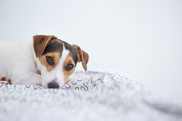 Image showing Cute pet dog lying on bed 