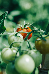 Image showing Homegrown cherry tomatoes in a pot