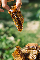 Image showing Fingers with delicious and organic honeycomb