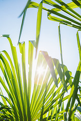 Image showing Green leaves in sunlight