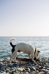 Image showing Pet dog gnawing tree branch on stony coast