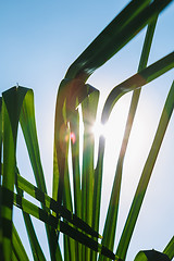 Image showing Green leaves in sunlight