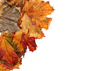 Image showing Autumn multicolor maple leafs