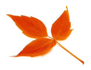 Image showing Red autumn leaf on white