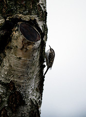 Image showing Eurasian treecreeper