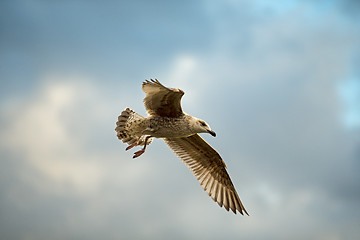 Image showing Herring gull