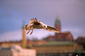 Image showing Herring gull