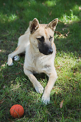 Image showing Shepherd dog on grass