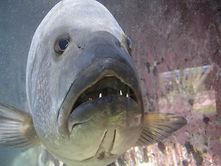 Image showing Fish face