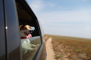 Image showing Happy dog in driving car