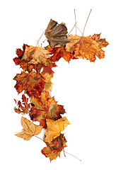 Image showing Autumn dried multicolor maple leafs