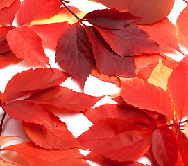 Image showing Scattered red autumn leaves. Virginia creeper leaves.